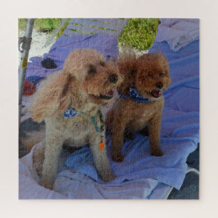 Cockapoo Dogs Enjoy Beach Vacation Photograph Jigsaw Puzzle