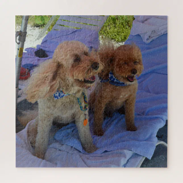Cockapoo Dogs Enjoy Beach Vacation Photograph Jigsaw Puzzle | Zazzle