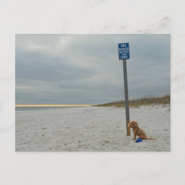 Cockapoo On the Beach, Postcard (Front)