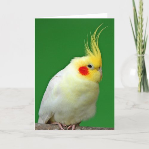 Cockatiel bird beautiful photo blank greeting card