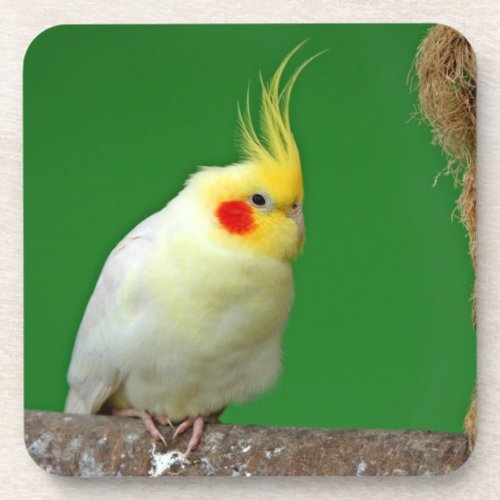 Cockatiel bird beautiful photo coaster