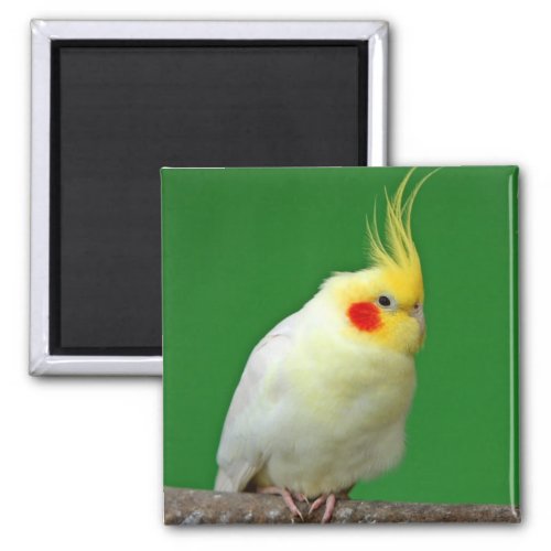 Cockatiel bird beautiful photo fridge magnet