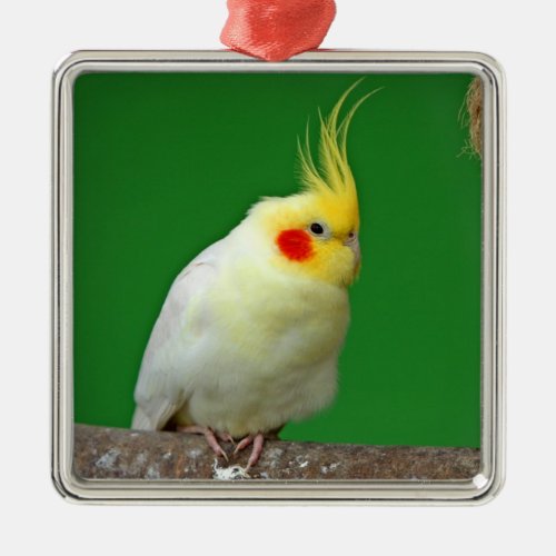 Cockatiel bird beautiful photo hanging ornament