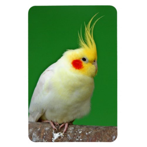 Cockatiel bird beautiful photo magnet