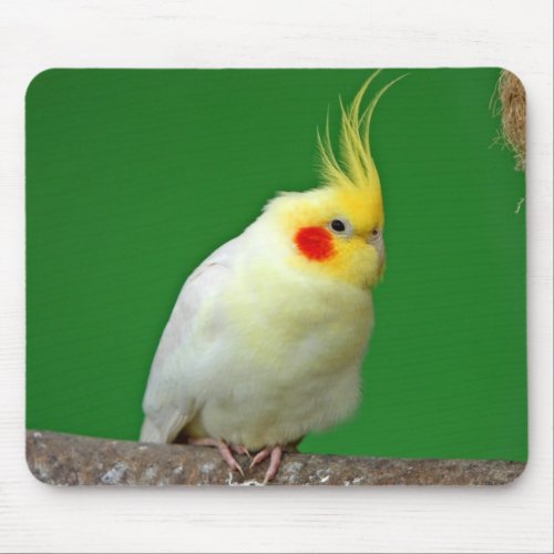 Cockatiel bird beautiful photo mousepad