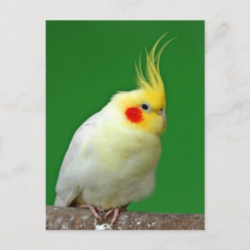 Cockatiel bird beautiful photo postcard