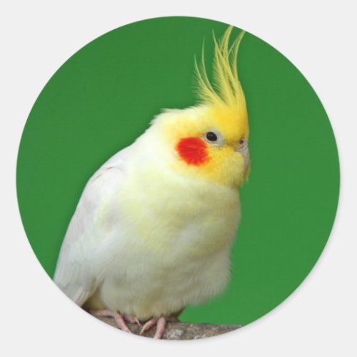 Cockatiel bird beautiful photo sticker stickers