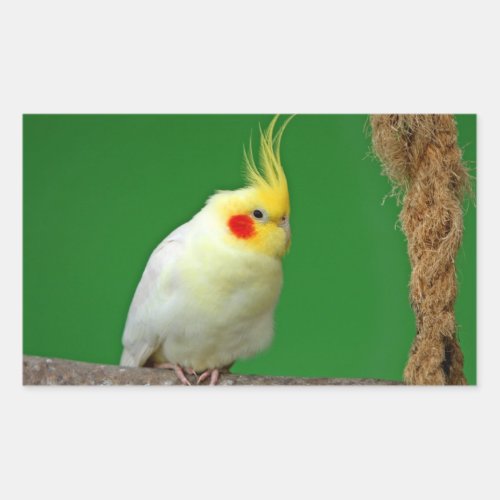 Cockatiel bird beautiful photo sticker stickers