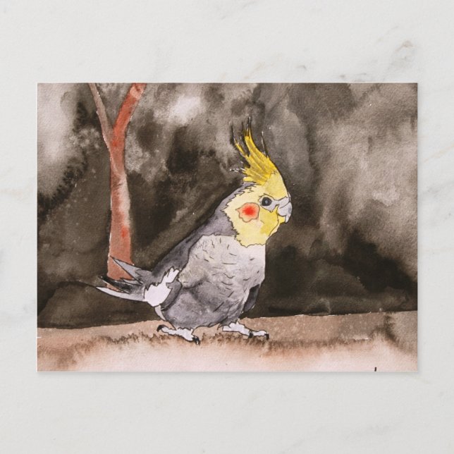 cockatiel bird painting postcard (Front)