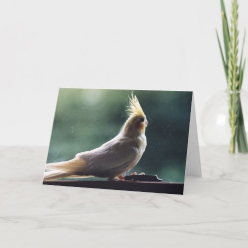 Cockatiel Bird Photography Greeting Card