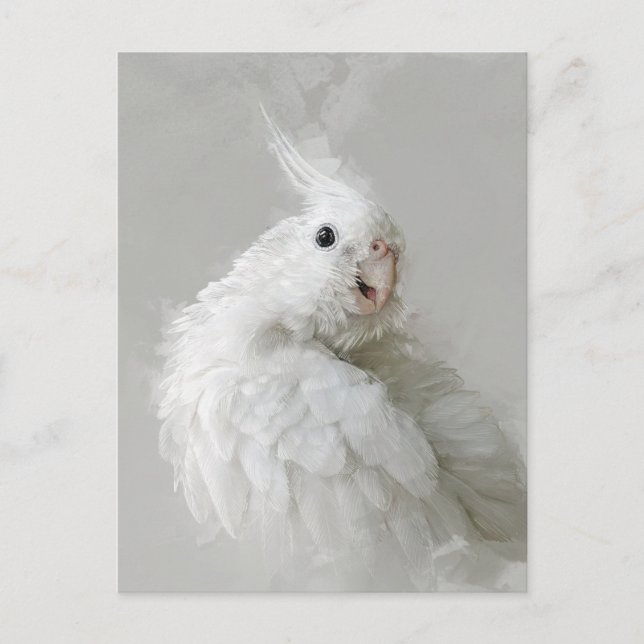 cockatiel, bird, pretty, pet, adorable, cute, colo postcard (Front)