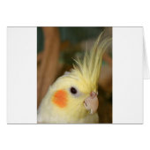 Cockatiel Cutie (Front Horizontal)