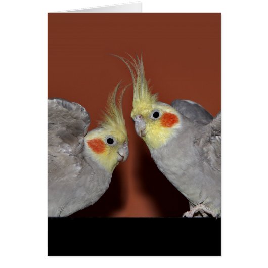 Cockatiel Duo Card (Front)