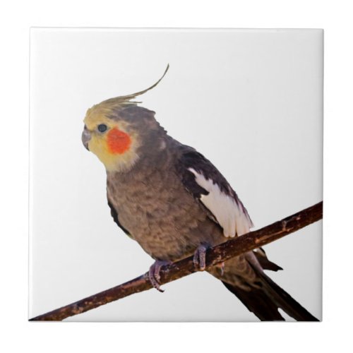 Cockatiel Gray and Yellow Pet Bird Photograph Ceramic Tile