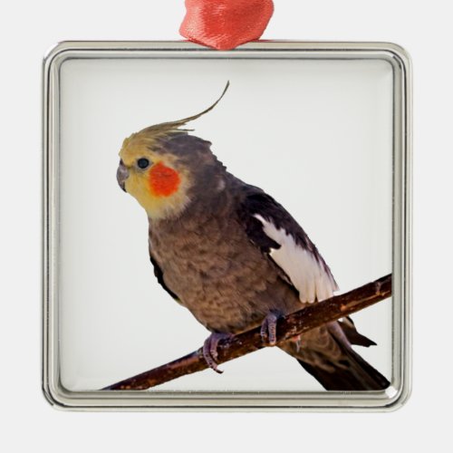 Cockatiel Gray and Yellow Pet Bird Photograph Metal Ornament