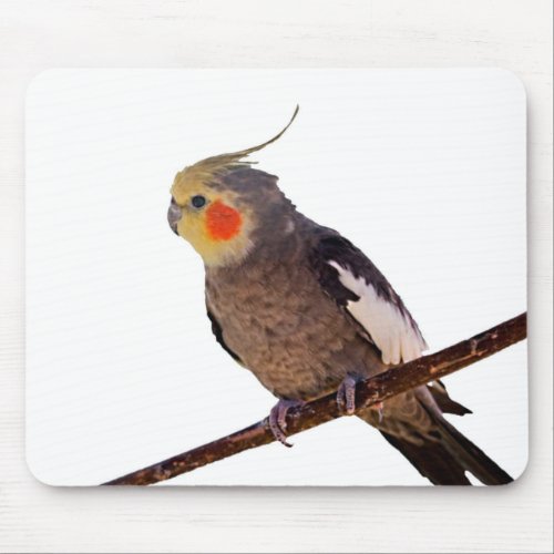 Cockatiel Gray and Yellow Pet Bird Photograph Mouse Pad