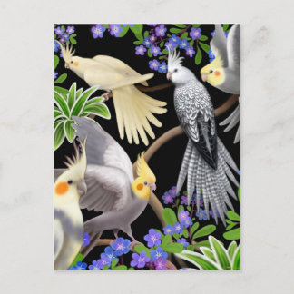 Cockatiel Love Postcard