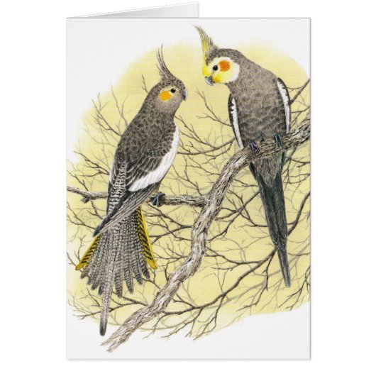 Cockatiel Pair - Nymphicus hollandicus (Front)