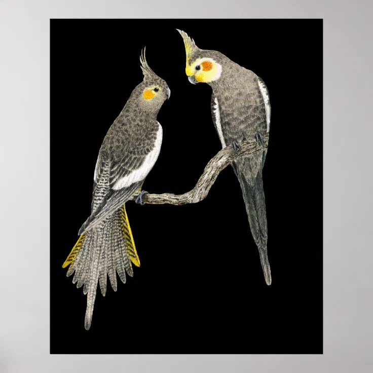 lutino cockatiel pair