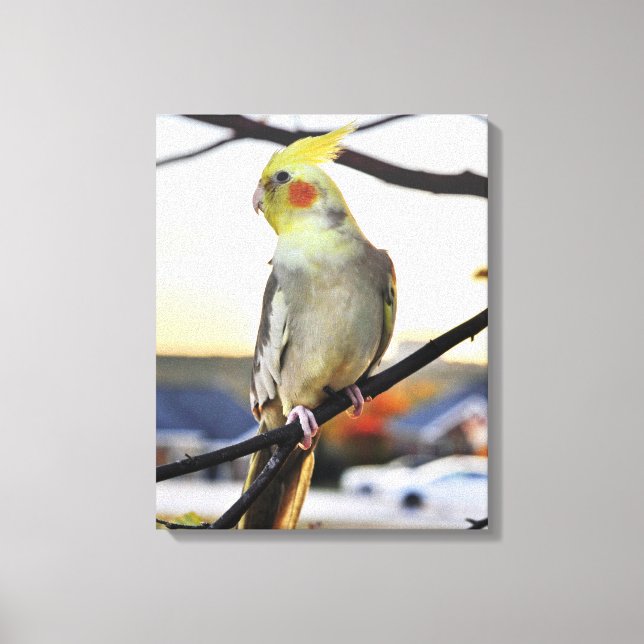 Cockatiel Profile Photograph Canvas Print (Front)