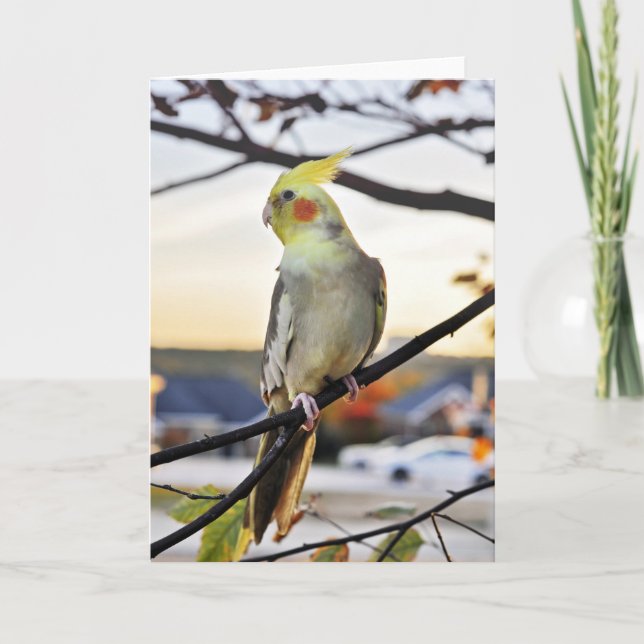 Cockatiel Profile Photograph Card (Front)