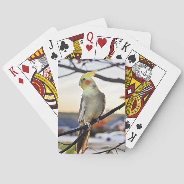 Cockatiel Profile Photograph Poker Cards (Back)