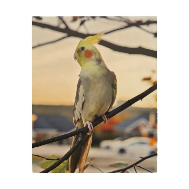 Cockatiel Profile Photograph Wood Wall Art (Front)