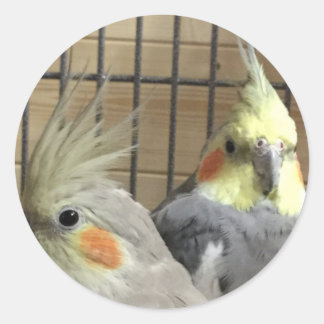 Cockatiels Classic Round Sticker
