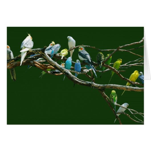 Cockatiels N Parakeets Cards (Front Horizontal)