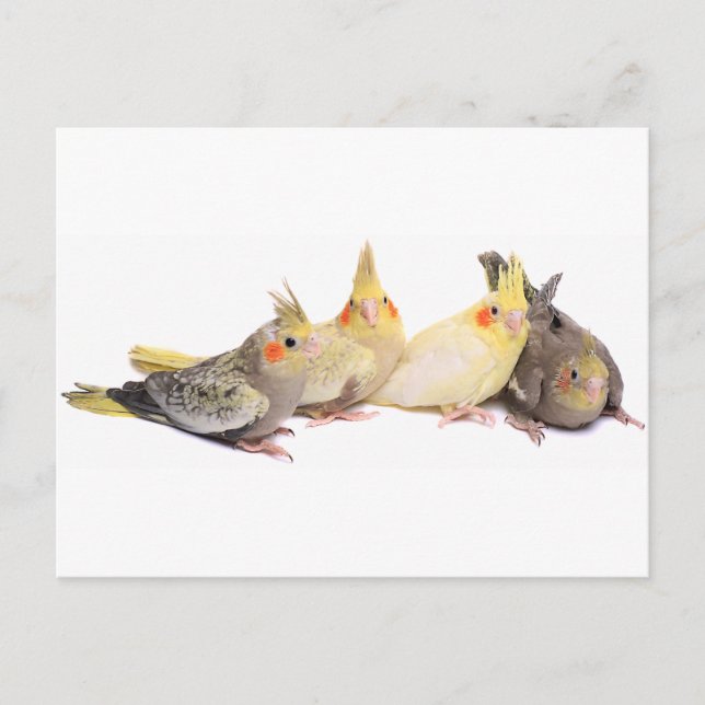 Cockatiels Postcard (Front)