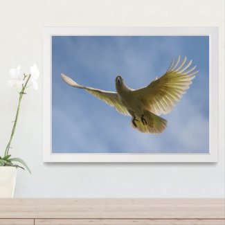 Cockatoo Bird Parrot Animal Fly Sky