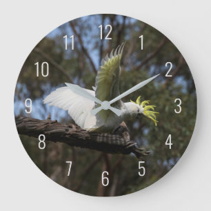 Cockatoo Bird Parrot Fly Wings Avian Australia Large Clock