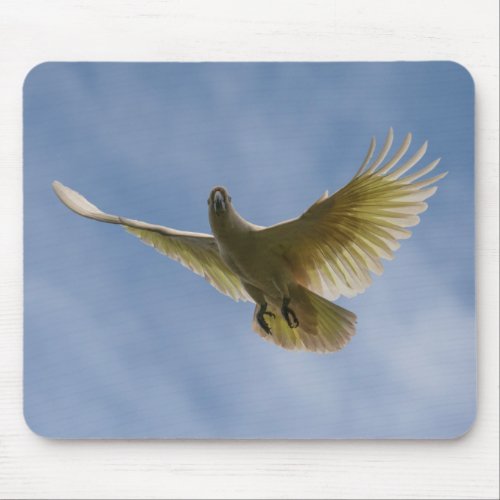 Cockatoo Bird Parrot Flying in the Sky Australia Mouse Pad