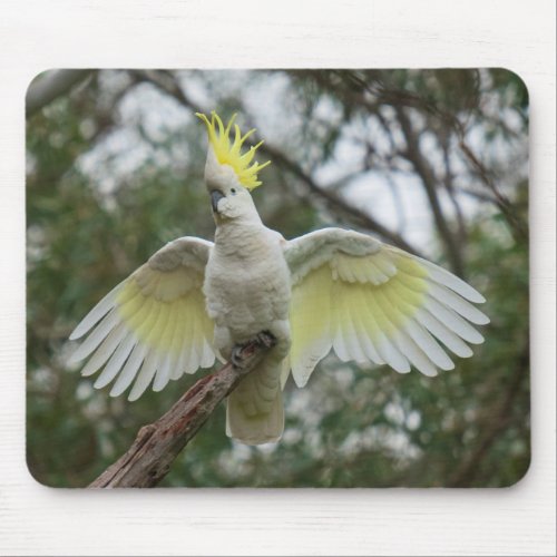 Cockatoo Bird Parrot Spreading Wings Australia Mouse Pad