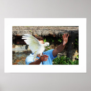 Cockatoo displaying a wing poster