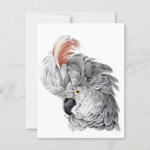 Cockatoo Head _ Aert Schouman Postcard