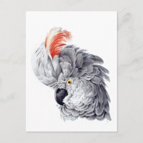 Cockatoo Head gray painting by Aert Schouma Postcard
