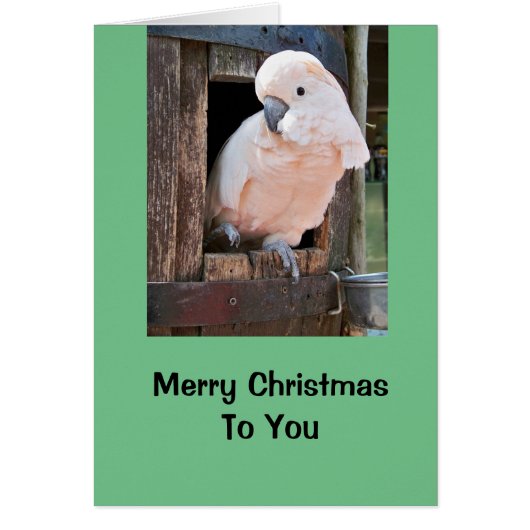 Cockatoo Home Holiday Card, envelopes included (Front)