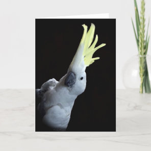 Cockatoo Parrot Card