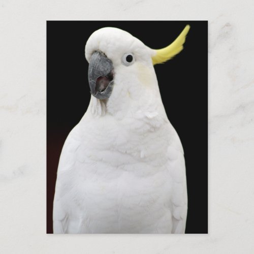 Cockatoo Postcard