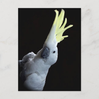 Cockatoo Postcard