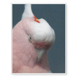Cockatoo Temporary Tattoos
