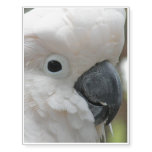 Cockatoo Temporary Tattoos