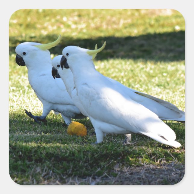 COCKATOO'S IN RURAL QUEENSLAND AUSTRALIA SQUARE STICKER (Front)
