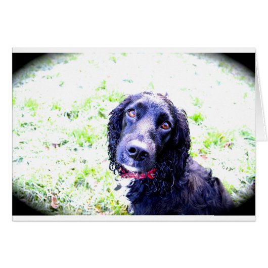 Cocker Spaniel (Front Horizontal)