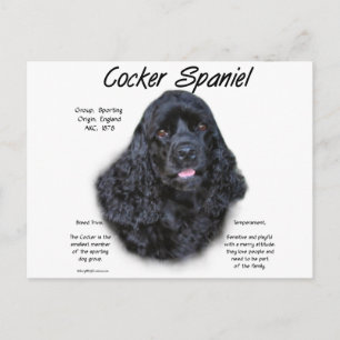 Cocker Spaniel (black) History Design Postcard
