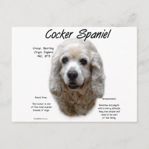 Cocker Spaniel (buff) History Design Postcard