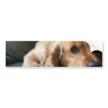 Cocker Spaniel Bumper Sticker