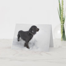 cocker spaniel gift ideas