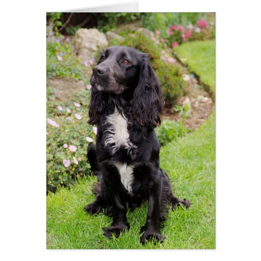 Cocker Spaniel Card (Front)